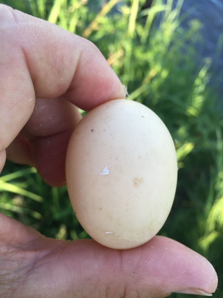 image_zpsn5arvj6x.jpeg~original