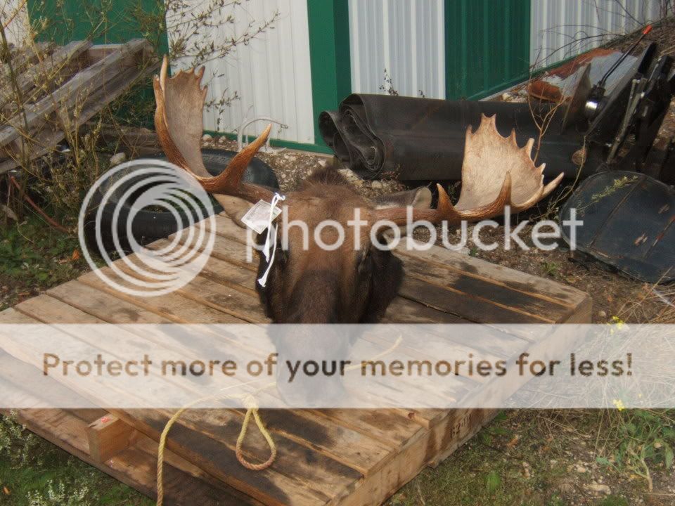 moose.jpg