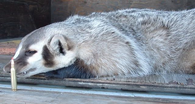 badger3.jpg