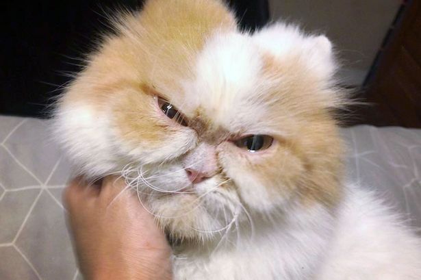 grumpycat.jpg