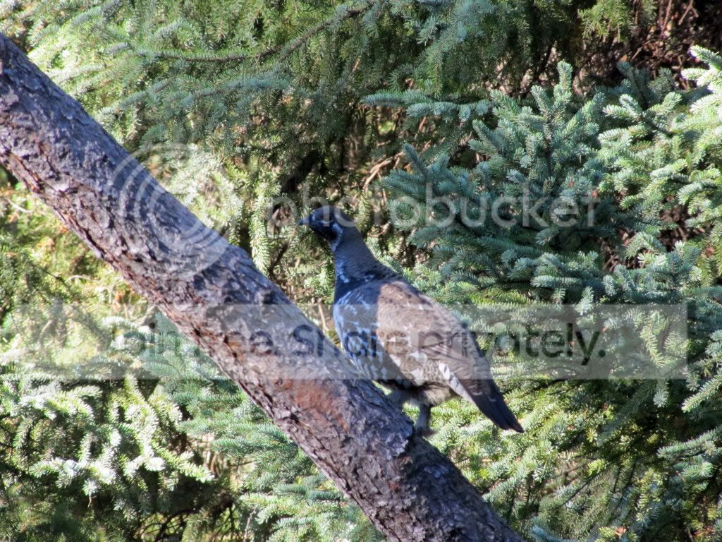 SpruceGrouse_1-2.jpg