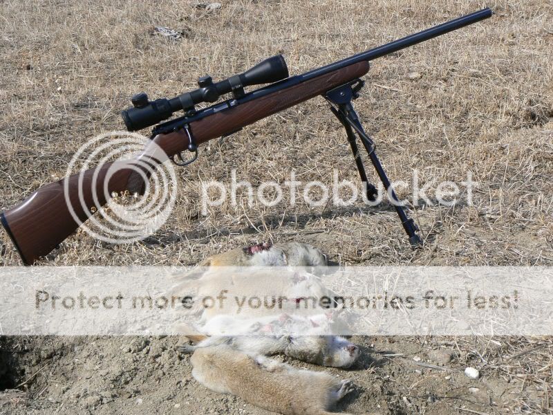 gophers005.jpg