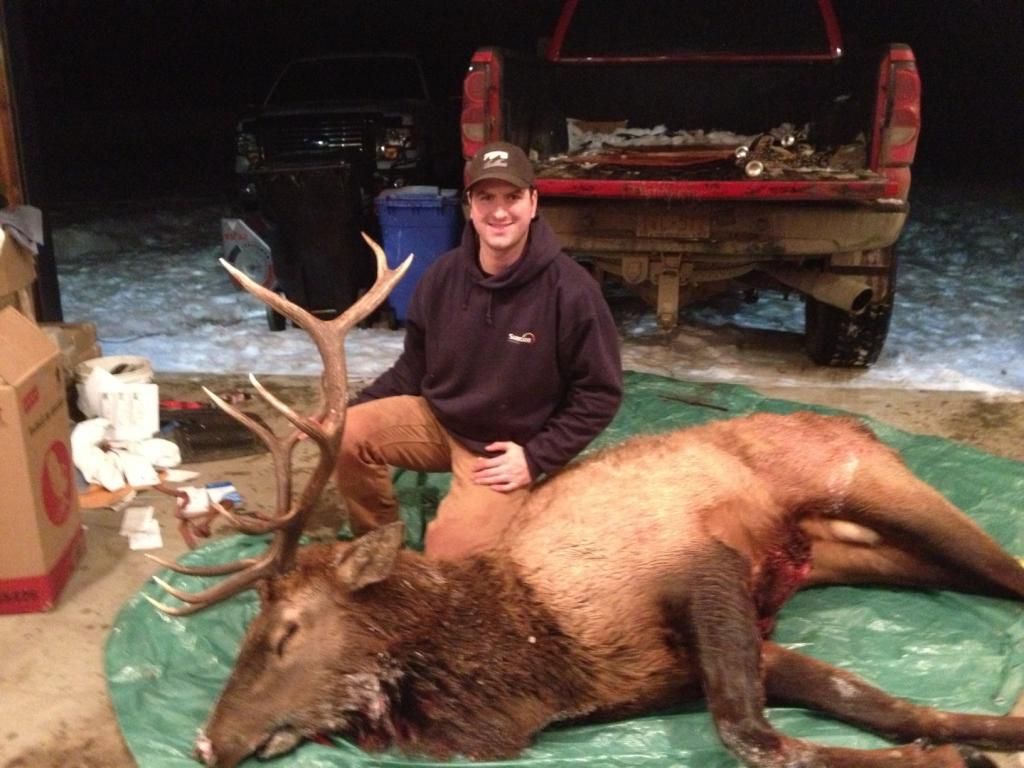 DeadElk.jpg