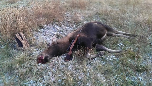 Moose2015_sako75_zps5uymf9kl.jpg