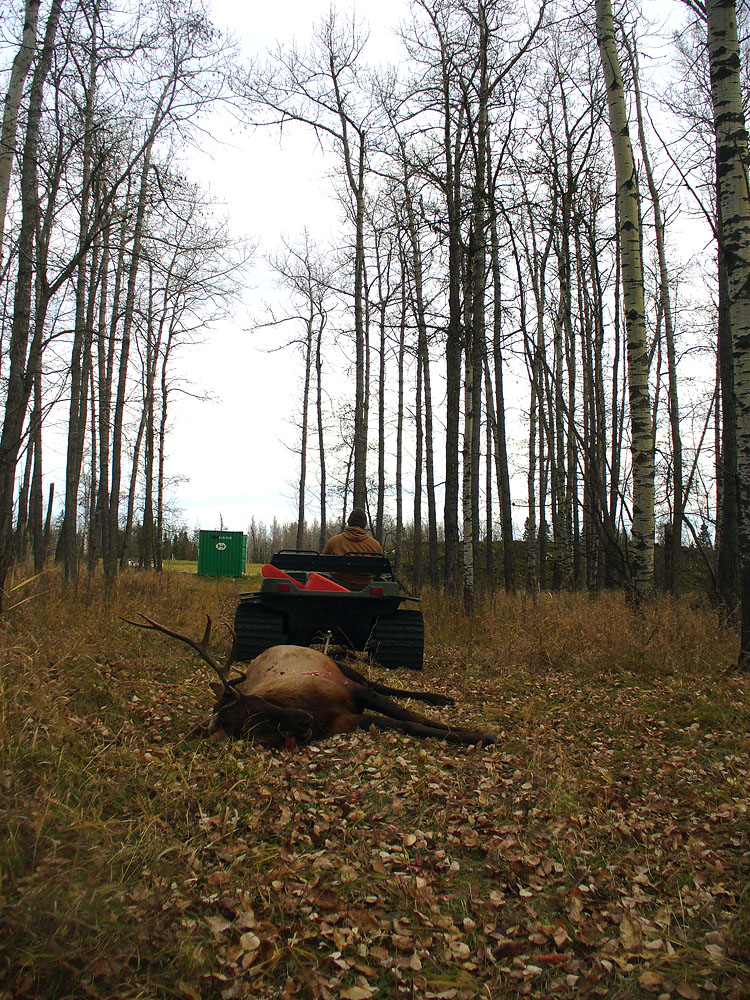 2010_bull_elk_c_small.jpg