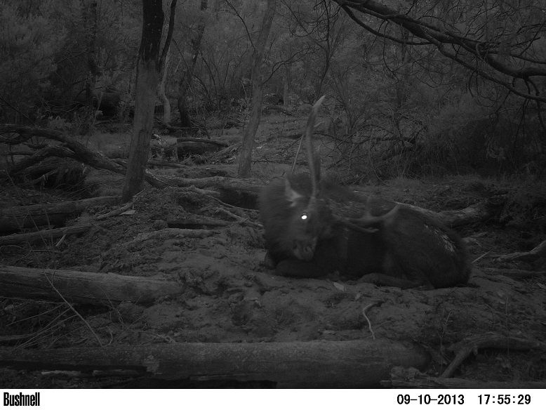 PICT0758stag1.jpg~original