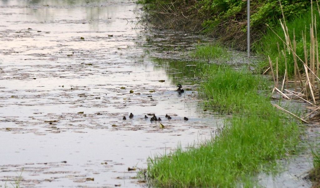 image_zpsx7jwqkh8.jpeg~original