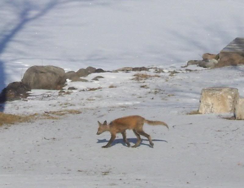 WinterPics2012070.jpg