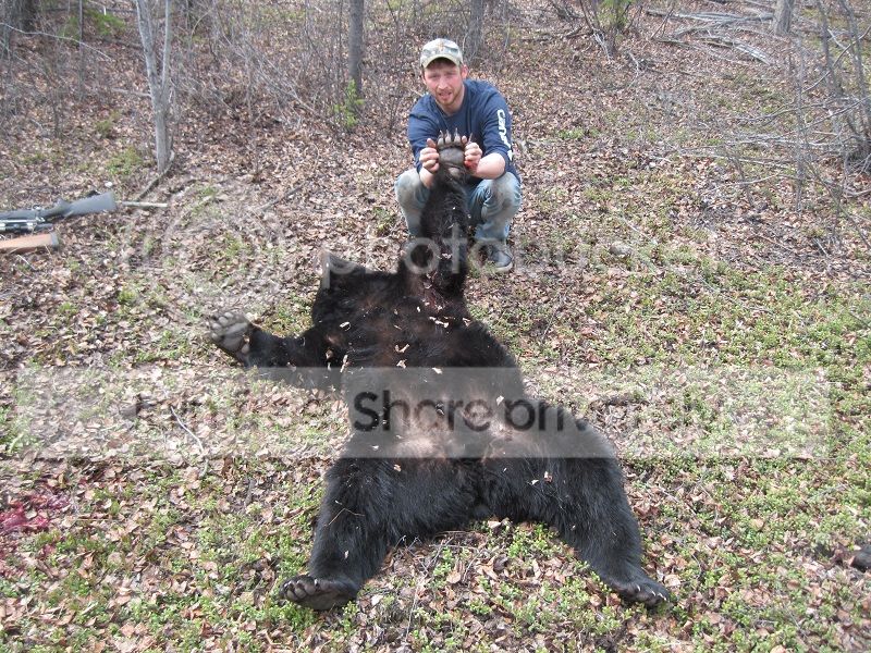 bear3small.jpg
