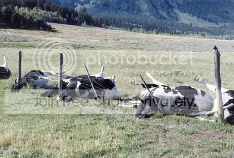 hoodicons_dead_Cows-460x311.jpg