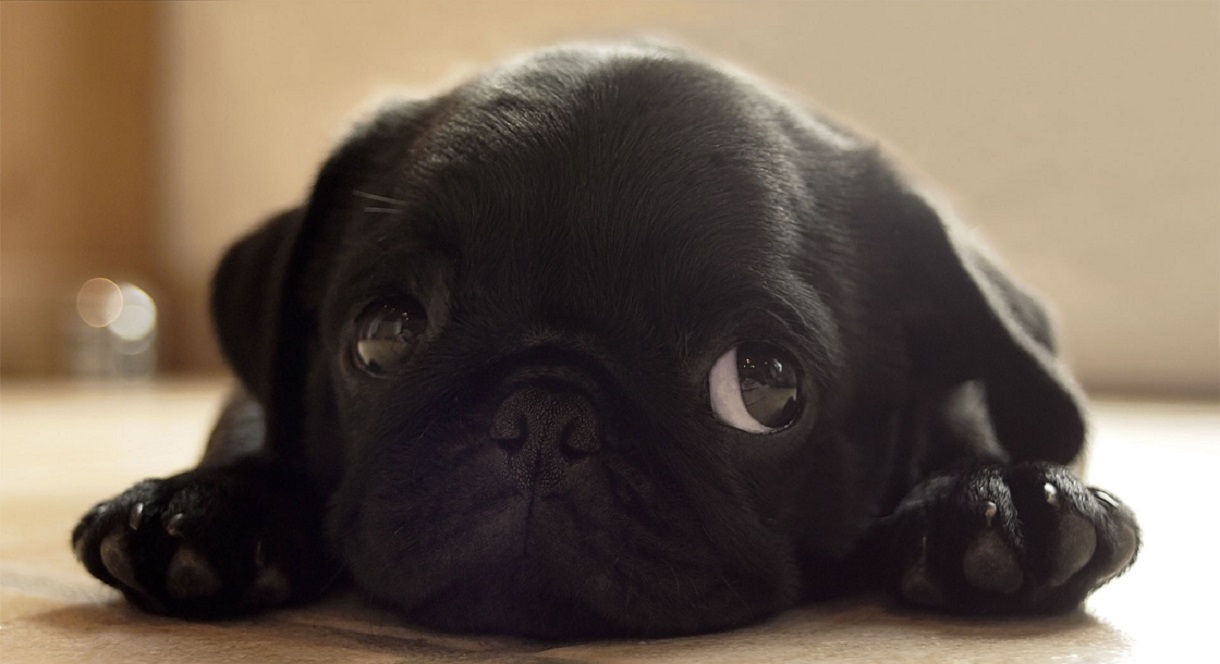 cute-puppy-black-pug.jpg