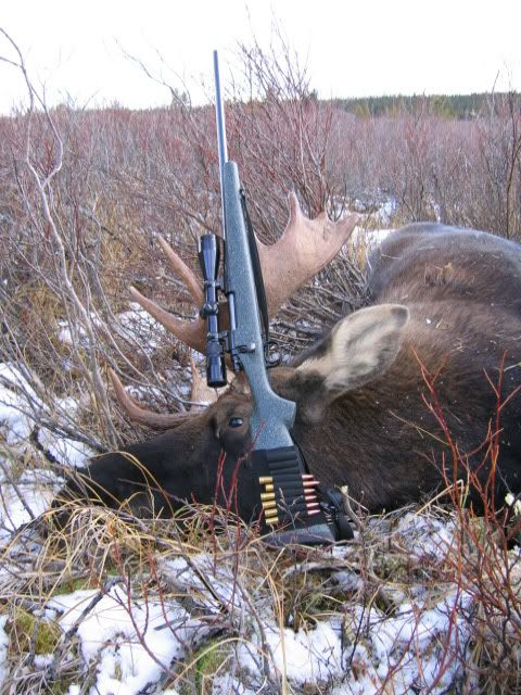 Moooooosie015.jpg