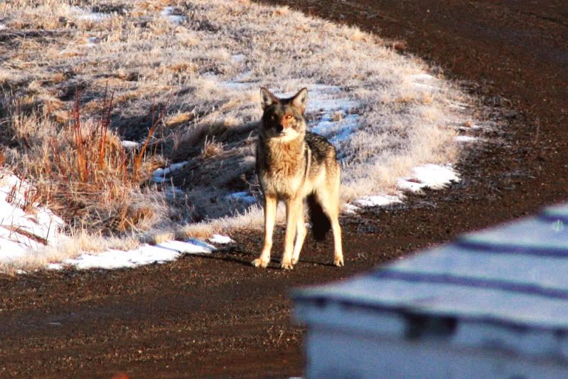 Coyote_by_sharlym.jpg