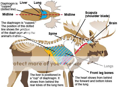 vital_organs_moose_oep.jpg