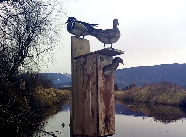 image_zps6evunko3.jpeg~original