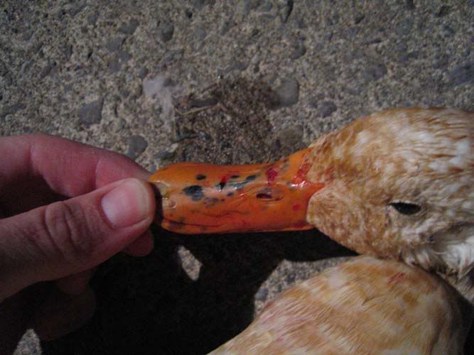 WhiteDuckBill_LowRes.jpg
