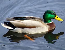 250px-Mallard2.jpg