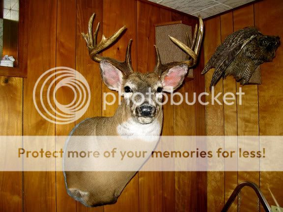 WhitetailMount.jpg