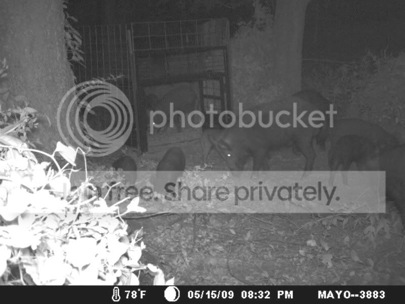 Trail_Cam_5-16-09b.jpg