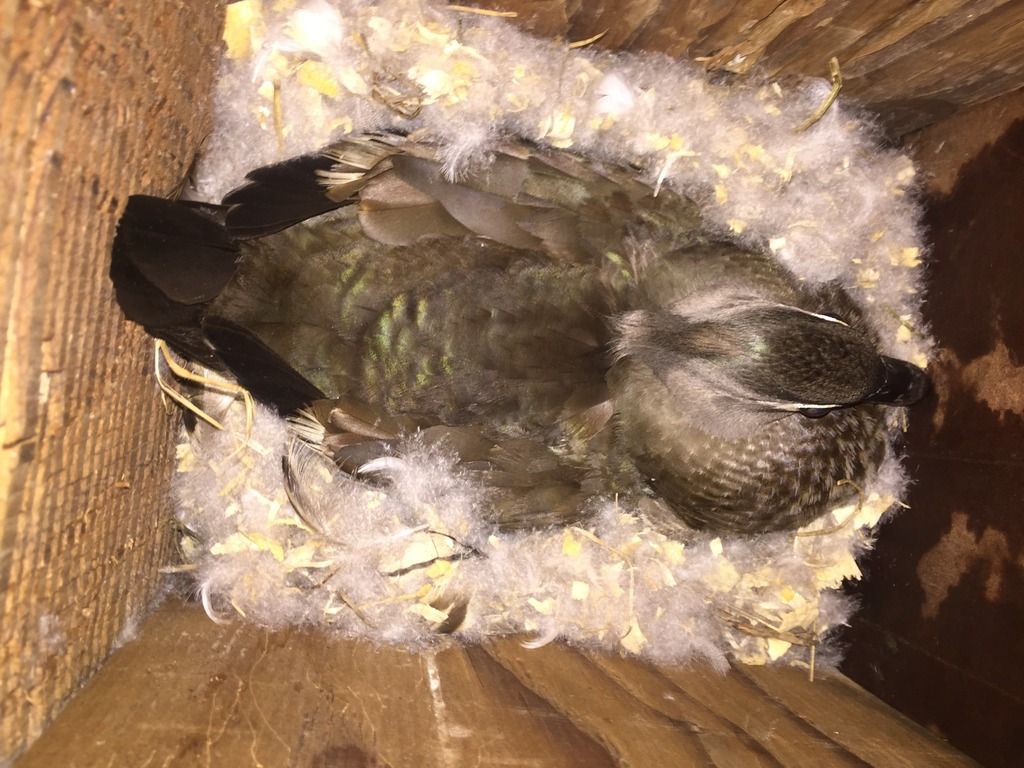 image_zpsullc653i.jpeg~original