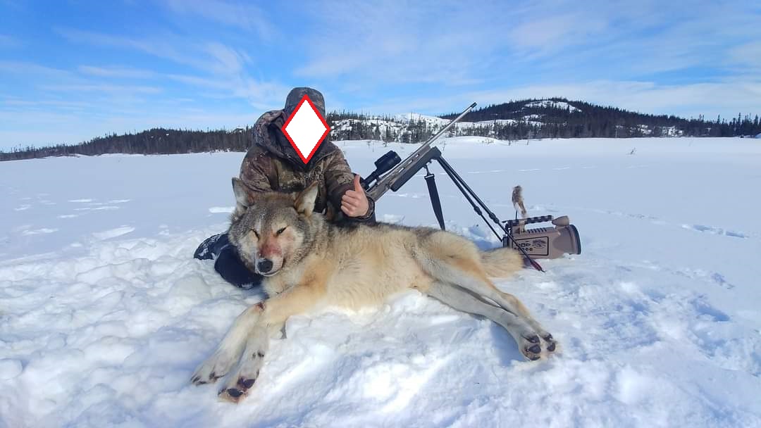 NL-wolf-March2023-rev.jpg