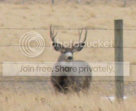Muledeerbuck-1.jpg