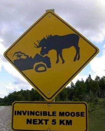 187509_moose_1.jpg