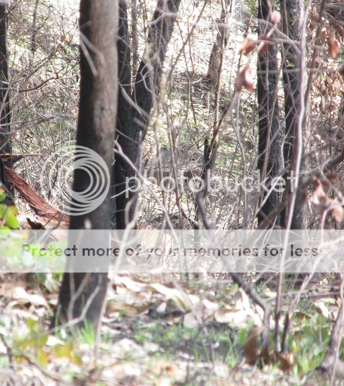 IMG_2438hindbum.jpg~original