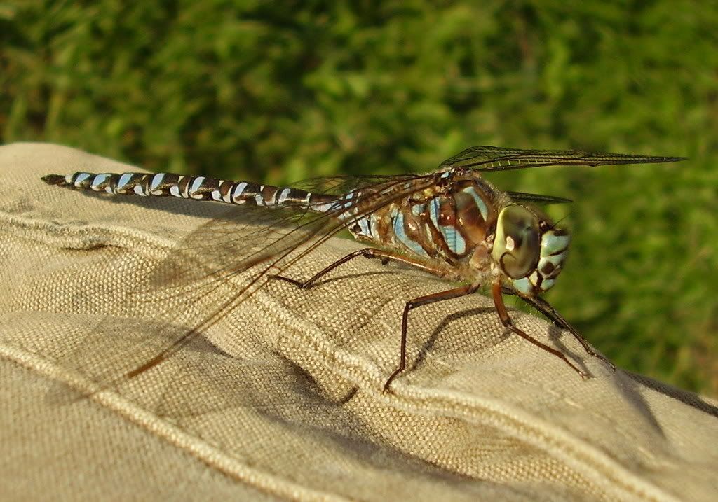 DragonFlycloseupHutton7Aug04-06.jpg