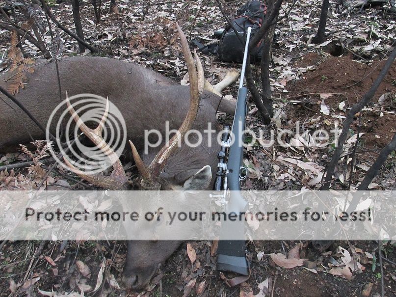 IMG_3751burntstagkim.jpg~original