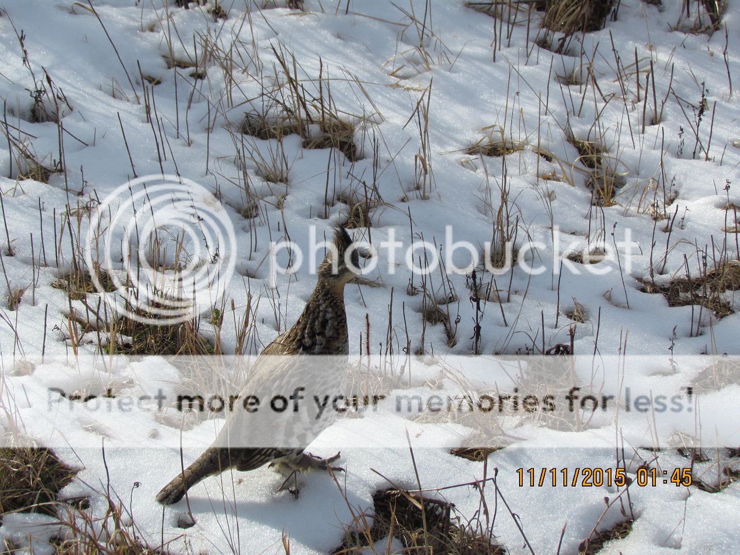 IMG_3112_zpshbraob9r.jpg~original