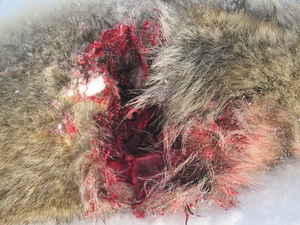 dec11yote003.jpg