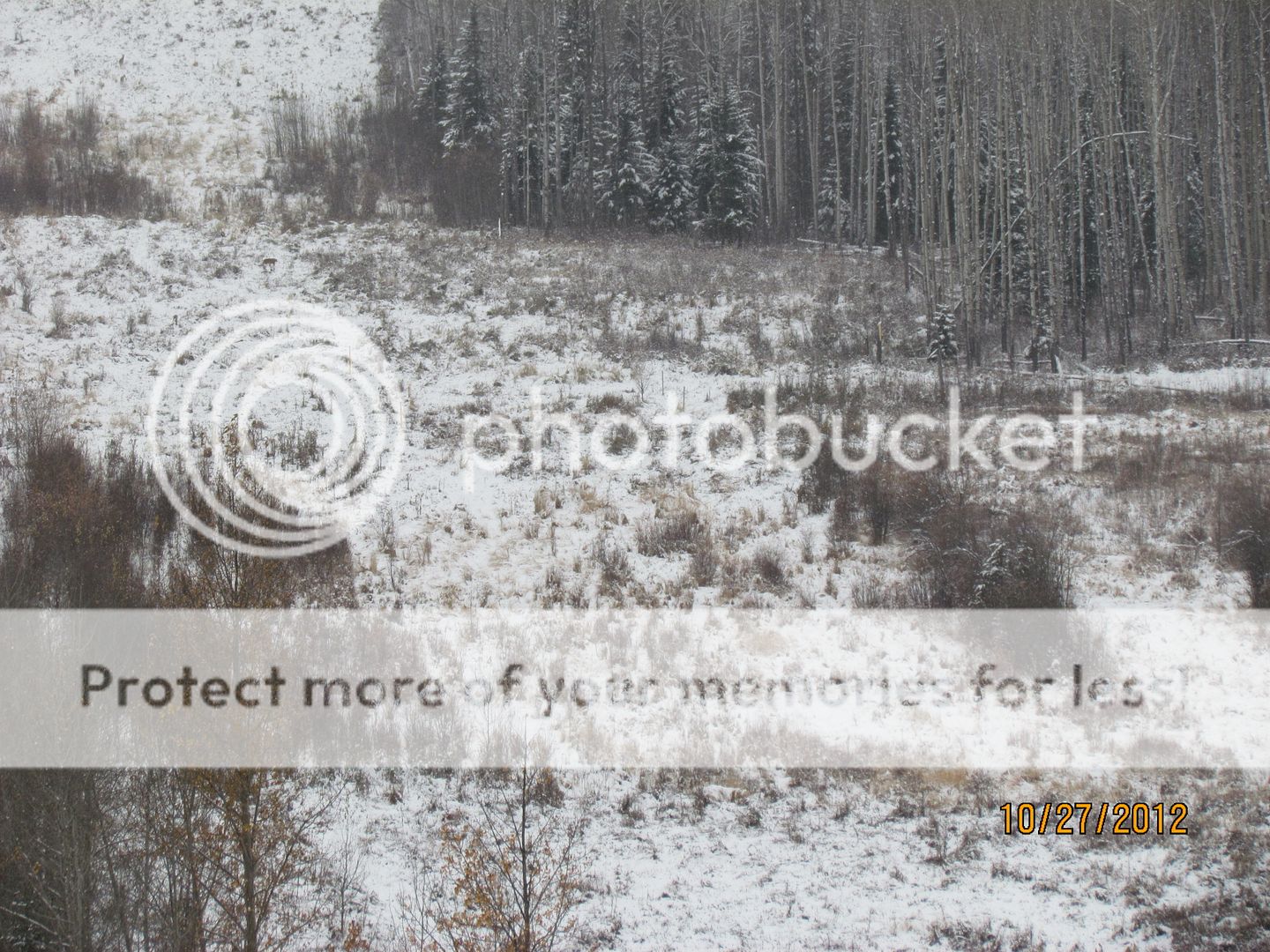 IMG_0020-4.jpg~original