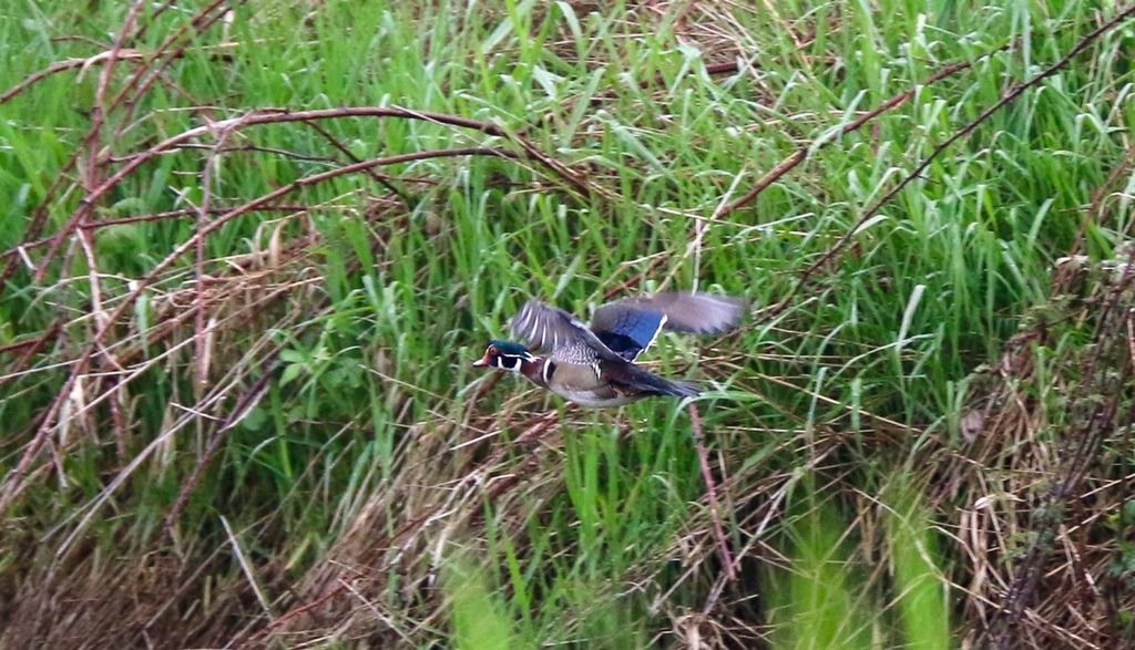 image_zps7emzeup2.jpeg~original