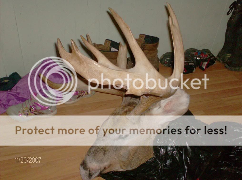 nicks_buck_006.jpg