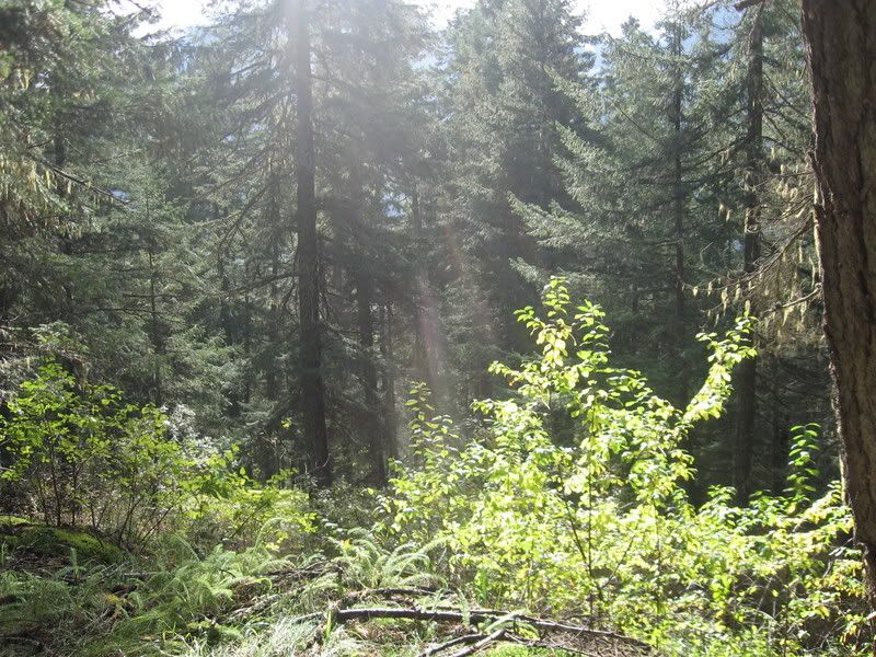 pembertonoct9th-11th030.jpg