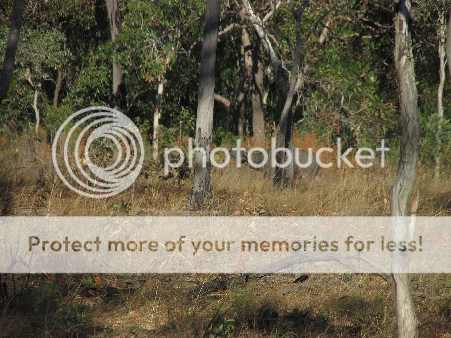 IMG_1576buffintreesside.jpg~original