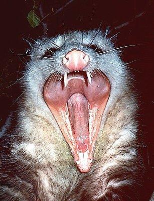 opossum+503911215324486.jpg