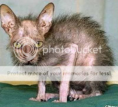 uglycat.jpg