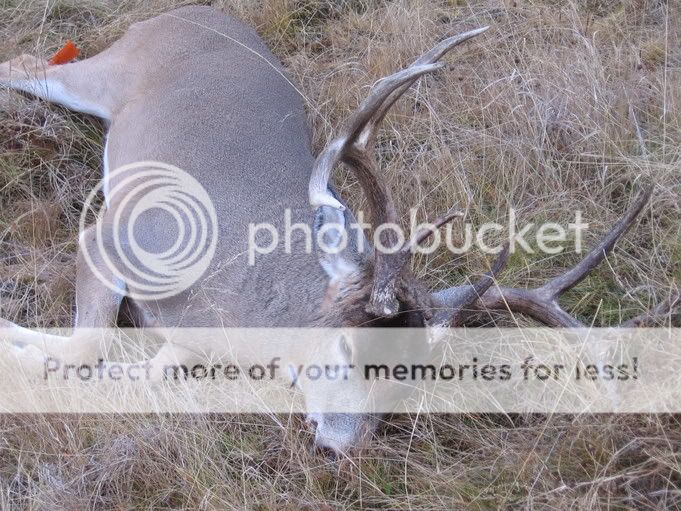 2005wmu337whitetail4.jpg