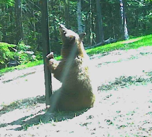 bear1.jpg