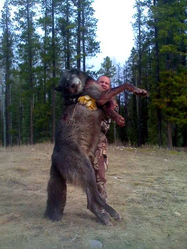 montana-wolf-230-lbs.jpg