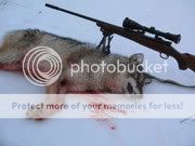 coyote2.jpg
