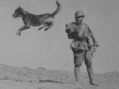 0ac2d72f6de2571b6c526a4ddd471fc9--evil-empire-military-dogs.jpg