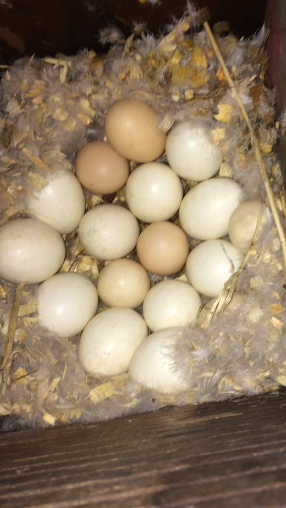 image_zpsz5jqw5lf.png~original