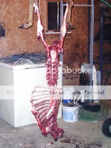 butchereddeer.jpg