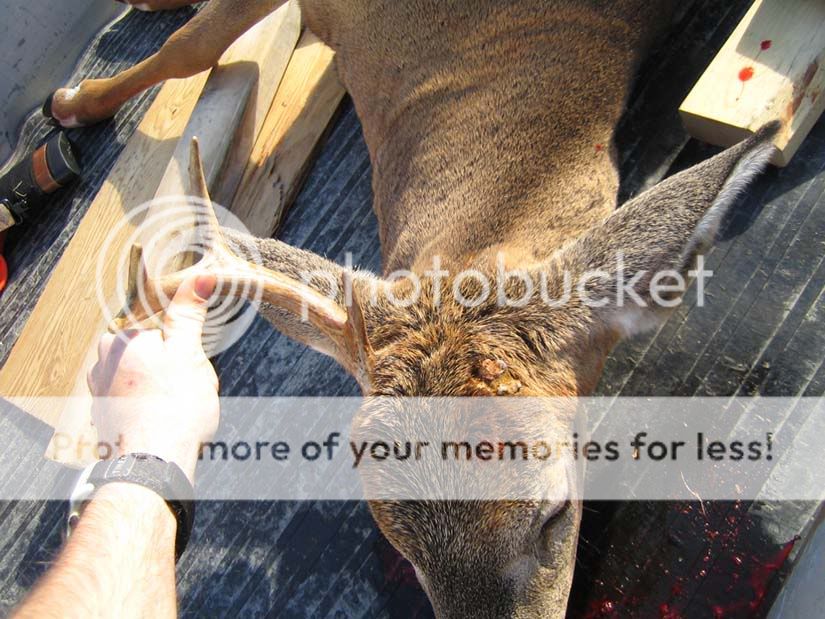 Dougs1AntleredBuck_lowres.jpg