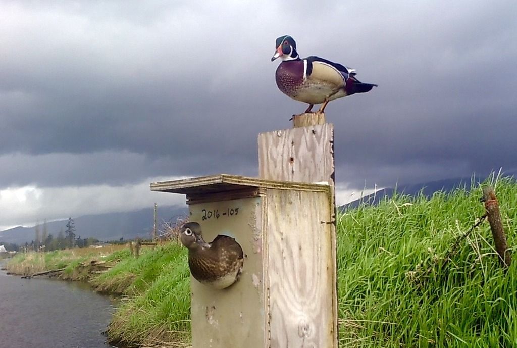 image_zpsqljsp8d9.jpeg~original