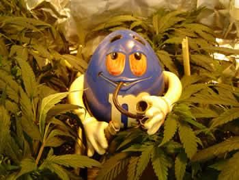 a88895e3846eace2066ab329882f0c9b--bud-weed-humor.jpg