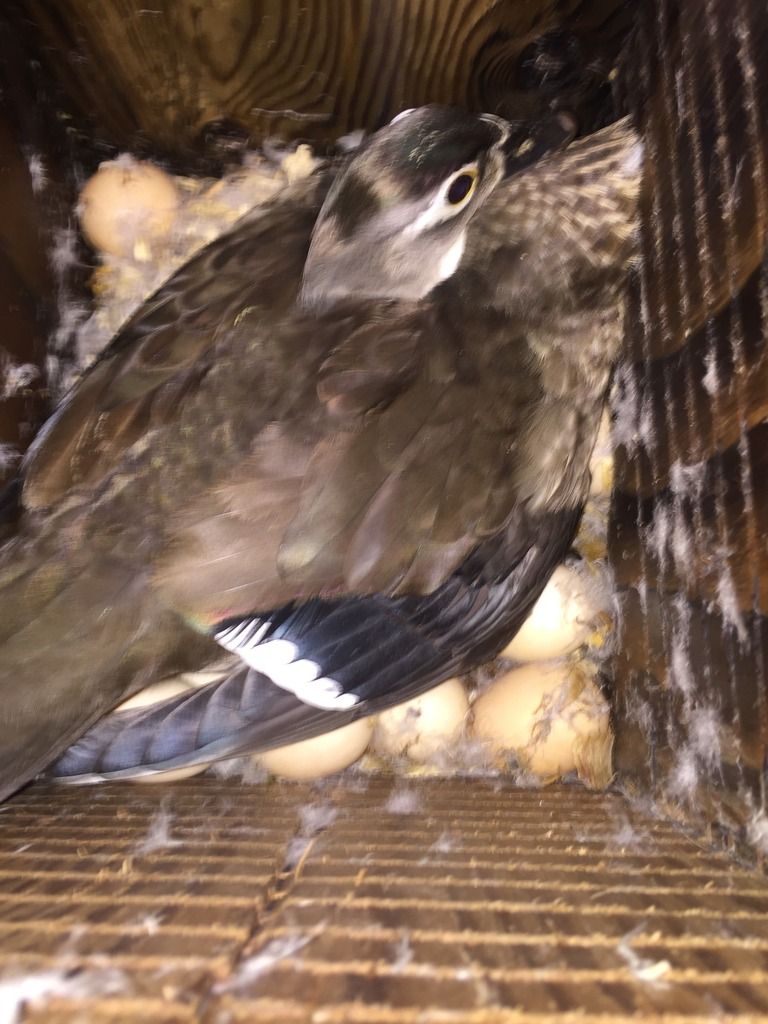 image_zps05stnhlu.jpeg~original